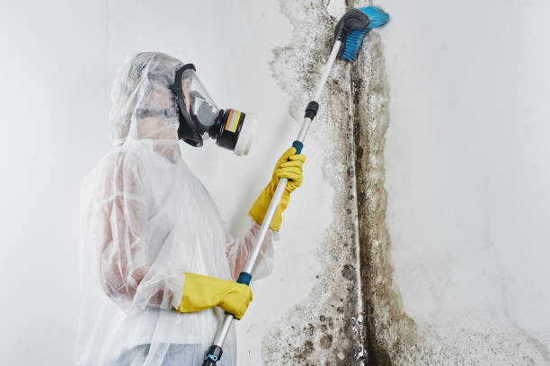 Best Industrial Mold Remediation  in Mineville, NY